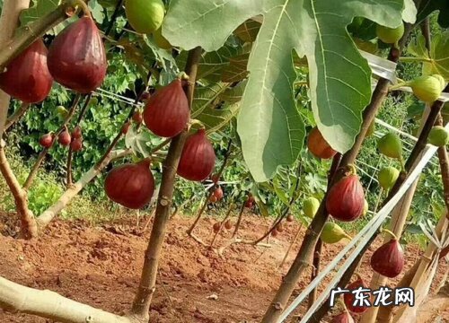 无花果树最低耐寒温度及防冻方法 无花果耐寒吗