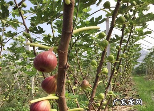 无花果树最低耐寒温度及防冻方法 无花果耐寒吗