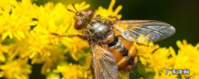 如何判断蜜蜂介王成功，蜂王对蜂群的作用是什么