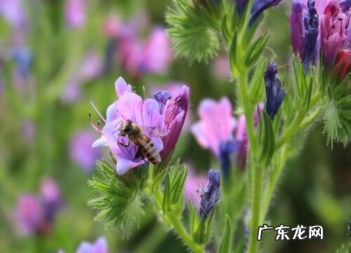 紫叶千鸟花过冬方法及耐寒温度 千鸟花耐寒吗