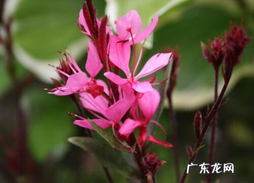 紫叶千鸟花过冬方法及耐寒温度 千鸟花耐寒吗