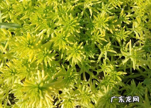 金叶佛甲草冬天怎么养 佛甲草耐寒吗