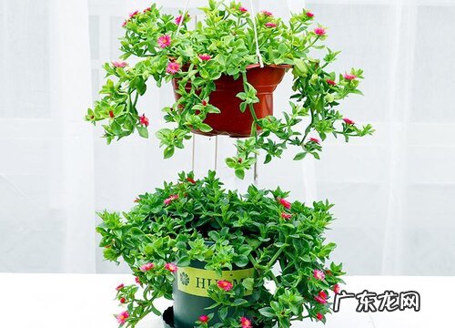 吊兰花的养殖方法和注意事项有哪些