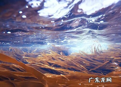 海带是怎么种出来的 海带有种子吗