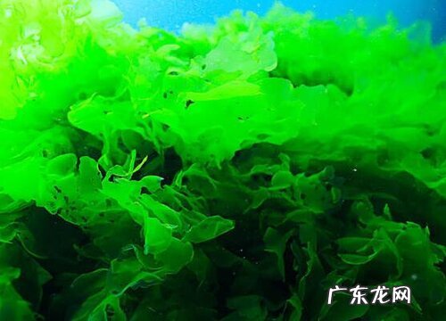 海带是怎么种出来的 海带有种子吗