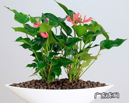 粉掌浇水时间和正确方法