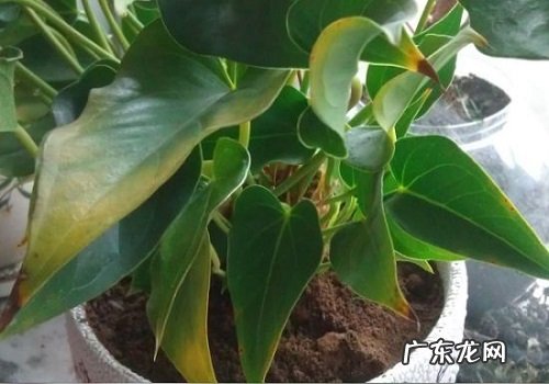 粉掌浇水时间和正确方法