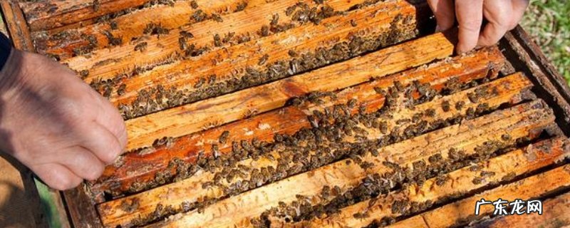 哪些人不适合养蜂,为什么这些人不适合