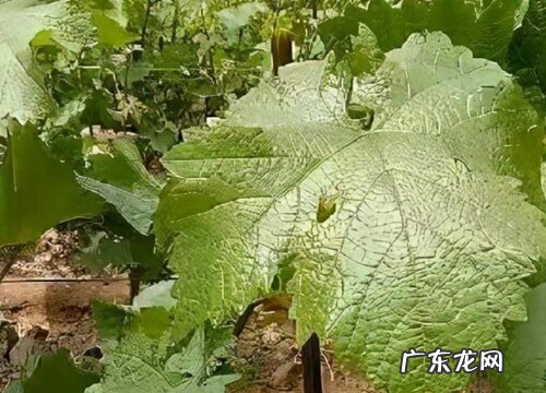 阳光玫瑰冬季对温度的要求 阳光玫瑰葡萄耐寒最低温度