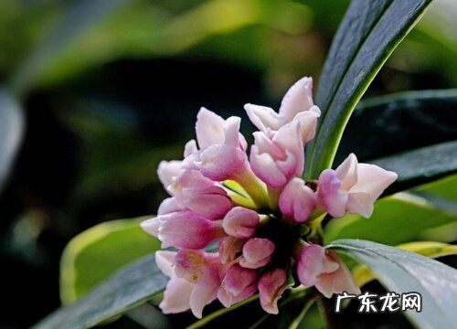 金边瑞香过冬养护 金边瑞香耐寒最低温度