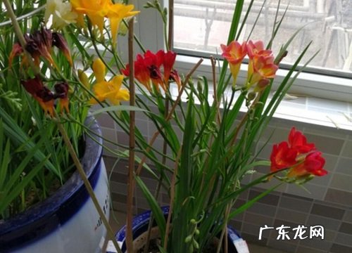 小苍兰冬季养护的方法 小苍兰耐寒最低温度