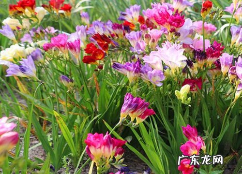 小苍兰冬季养护的方法 小苍兰耐寒最低温度