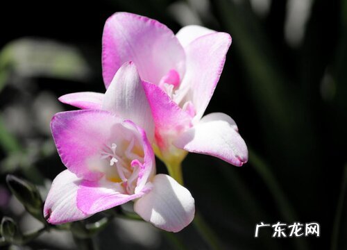 小苍兰冬季养护的方法 小苍兰耐寒最低温度