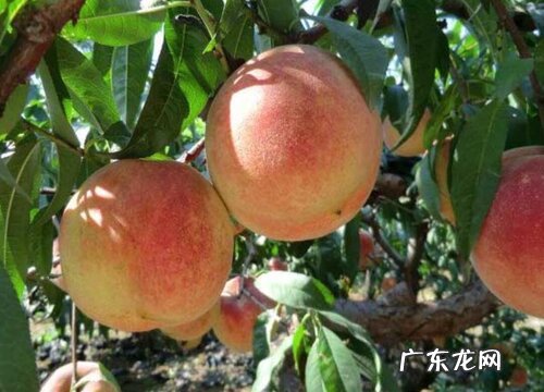 桃树全面打药防治方案指南 桃树全年用药一览表