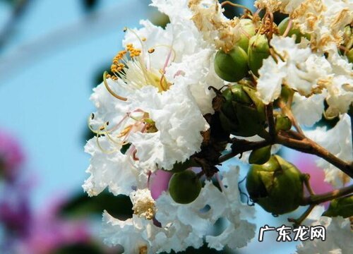 紫薇盆栽冬季怎样过冬 紫薇花耐寒最低温度是多少