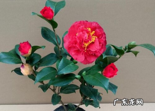 克瑞墨茶花冬天怎么养护 克瑞墨茶花耐寒吗