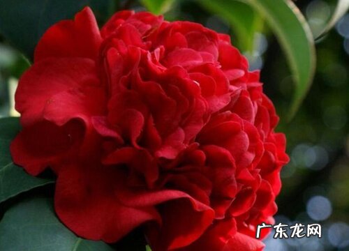 克瑞墨茶花冬天怎么养护 克瑞墨茶花耐寒吗