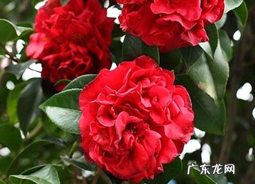 克瑞墨茶花冬天怎么养护 克瑞墨茶花耐寒吗