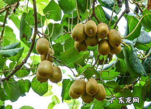 猕猴桃树怎么过冬养护 猕猴桃冬天落叶吗