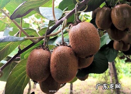 猕猴桃树怎么过冬养护 猕猴桃冬天落叶吗