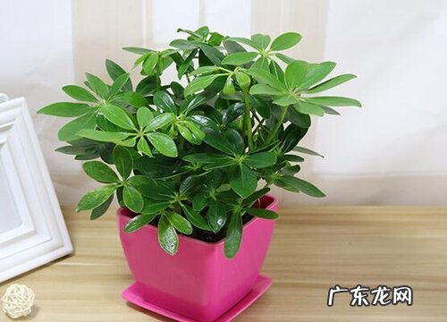 鸭掌木用什么盆好