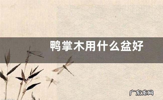 鸭掌木用什么盆好