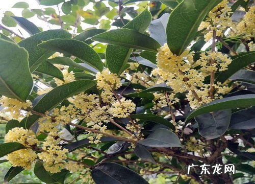 桂花零下多少度能冻死 桂花耐寒最低温度