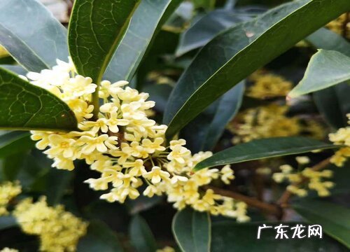桂花零下多少度能冻死 桂花耐寒最低温度