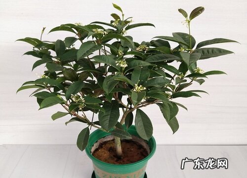 桂花零下多少度能冻死 桂花耐寒最低温度