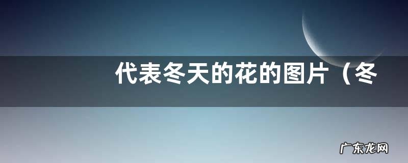 冬天最常见的花有哪些 代表冬天的花的图片