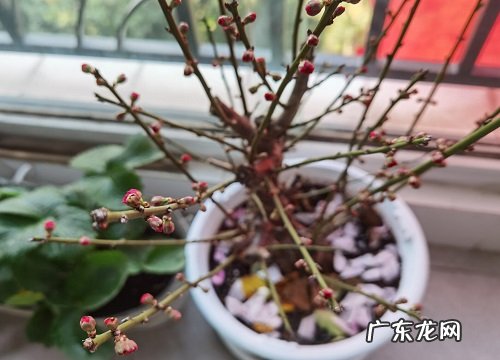 冬天最常见的花有哪些 代表冬天的花的图片