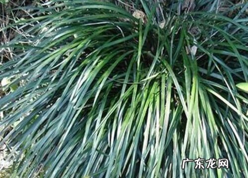 沿阶草和麦冬草是一样的吗 沿阶草和麦冬草的图解区别