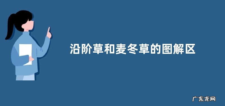 沿阶草和麦冬草是一样的吗 沿阶草和麦冬草的图解区别