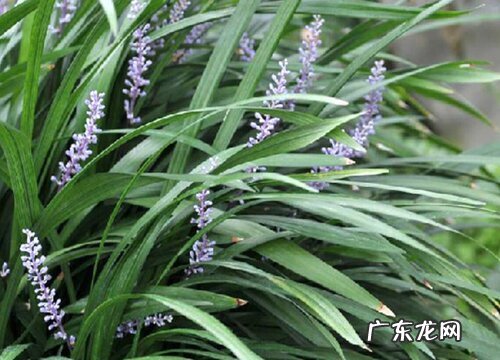 沿阶草和麦冬草是一样的吗 沿阶草和麦冬草的图解区别