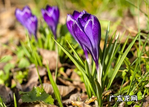 适合冬季种的花卉植物有哪些 冬天的花卉有哪些种类