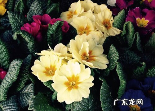 适合冬季种的花卉植物有哪些 冬天的花卉有哪些种类