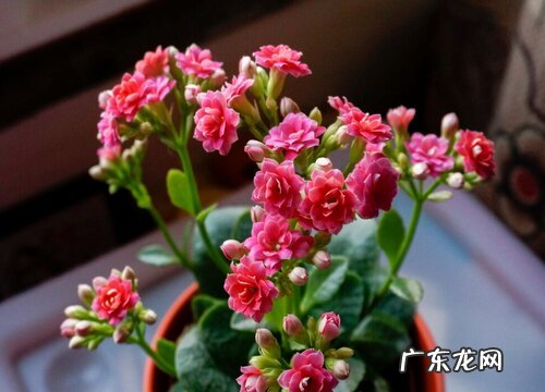 适合冬季种的花卉植物有哪些 冬天的花卉有哪些种类