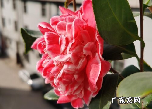 适合冬季种的花卉植物有哪些 冬天的花卉有哪些种类