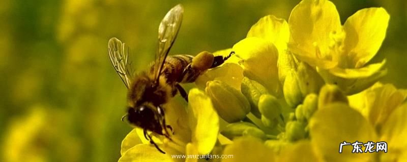 油菜花蜜属于几等蜂蜜，如何鉴别