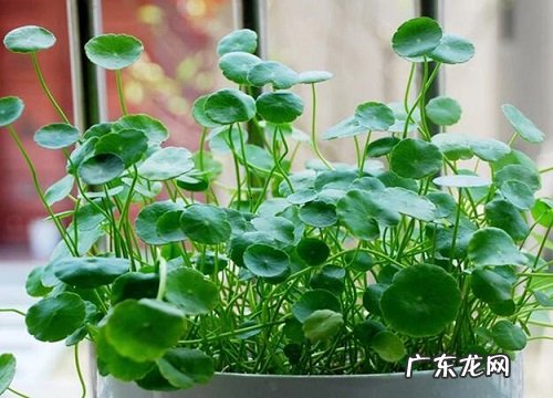水培铜钱草冬天怎么养能安全越冬 铜钱草怎么过冬不冻死