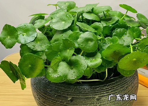 水培铜钱草冬天怎么养能安全越冬 铜钱草怎么过冬不冻死