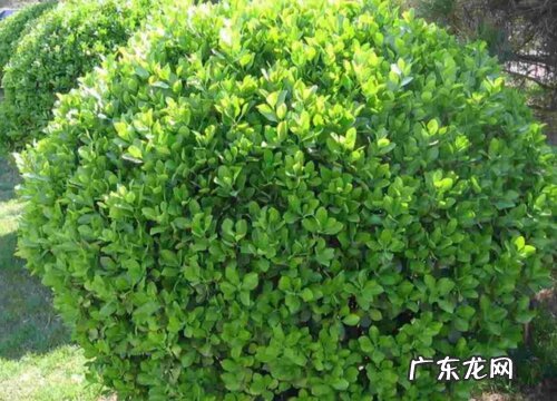 黄杨的生长环境及生长地方条件