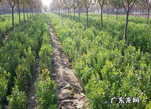 黄杨的生长环境及生长地方条件