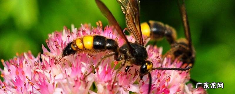 怎样防止马蜂吃蜜蜂,附防治注意事项