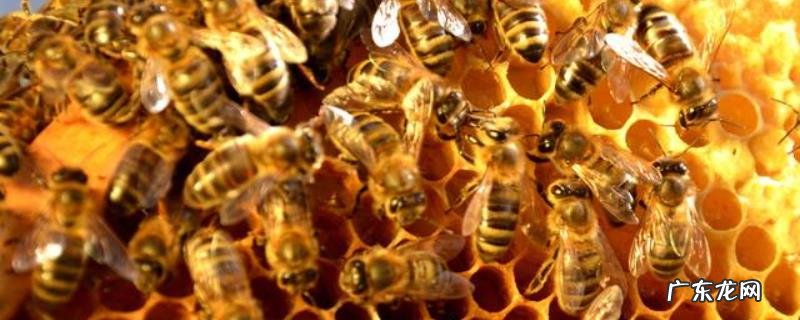 蜜蜂不出门是不是病了，详细介绍