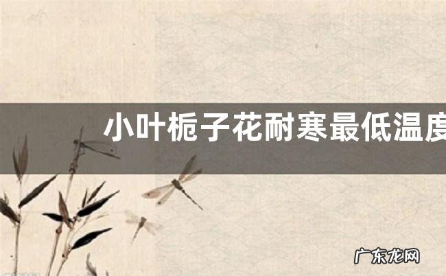 栀子花安全越冬经验分享 小叶栀子花耐寒最低温度