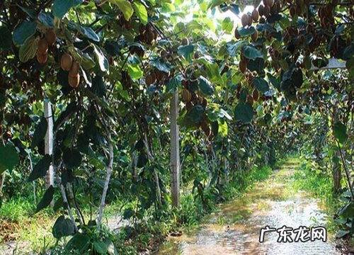 猕猴桃树在北方怎样过冬 北方种植猕猴桃越冬方法
