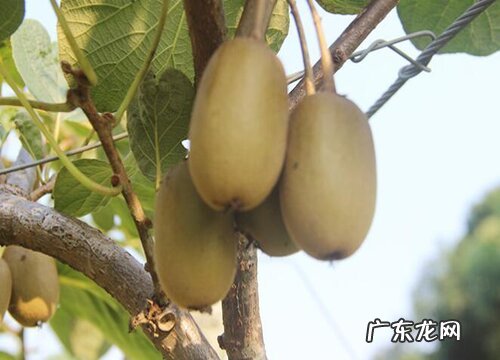 猕猴桃树在北方怎样过冬 北方种植猕猴桃越冬方法