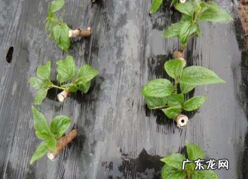 猕猴桃树在北方怎样过冬 北方种植猕猴桃越冬方法