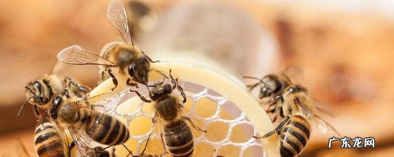 蜜蜂自然分蜂会飞多远,有蜂王的分蜂结团会更加稳固